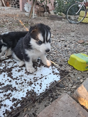 Cățelusa husky siberian  - imagine 3