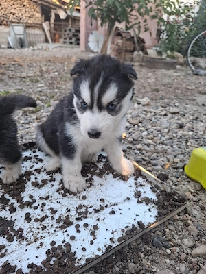 Cățelusa husky siberian 