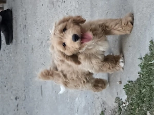 Maltipoo 4luni
