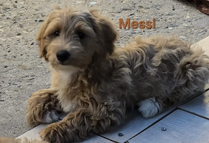 Maltipoo 4luni - imagine 2