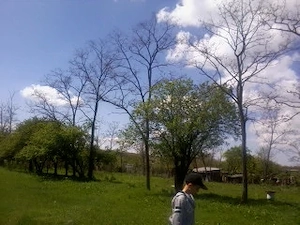 Proprietar Vand teren intravilan 4000 mp , Sat.Podu ilfovatului (com.Buturugeni Gr.) 40 km de Buc. , - imagine 9