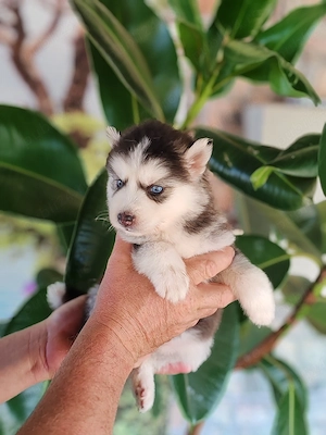 Husky siberian disponibile  - imagine 5