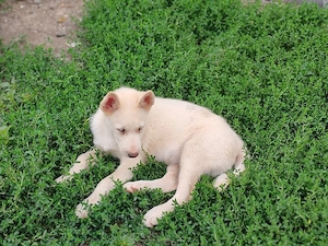 Husky siberian disponibile  - imagine 4