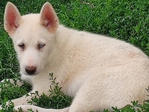 Husky siberian disponibile  - imagine 3