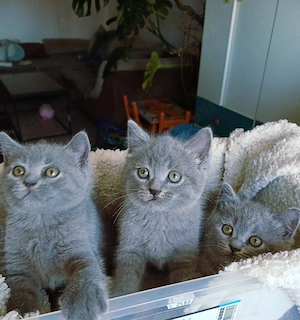 British shorthair blue  - imagine 3