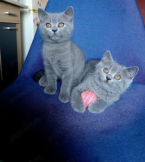 British shorthair blue  - imagine 2