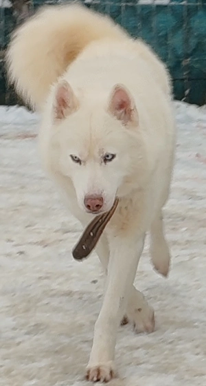 Husky siberian disponibile  - imagine 3