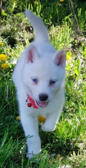 Husky siberian disponibile  - imagine 2