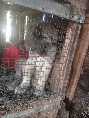Vind căței kangal 100e - imagine 2
