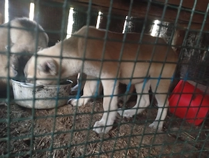 Vind căței kangal 100e