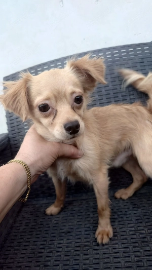 chihuahua baiat - imagine 2