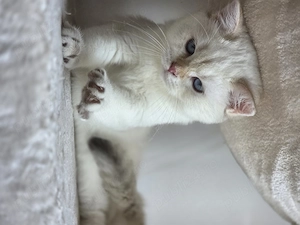 Pui british shorthair