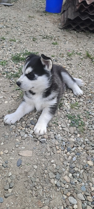 Pui husky  siberian  - imagine 5