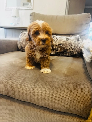 Maltipoo  jucausi