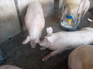 Porci de carne!