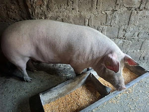Porci rasa Marele Alb de vanzare - imagine 2