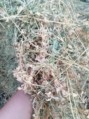 Vând căpiță de lucernă sau schimb cu purcei!