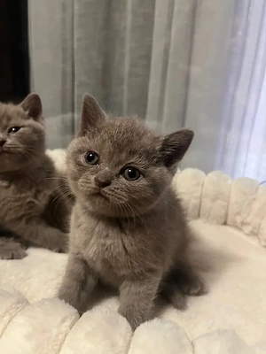 British shorthair lilac 