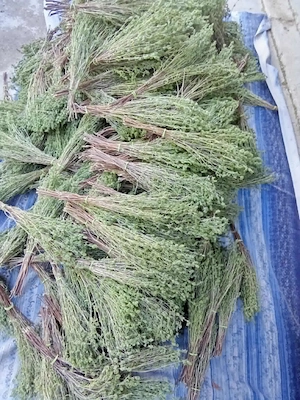 Legături de cimbru uscat