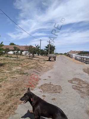 Ferma Zootehnică– Satchinez,  | 9,5 ha teren,vanzare sau schimb pentru jumatate din valoare - imagine 3
