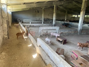 Ferma zootehnica mixta de VANZARE SAU INCHIRIAT in judetul Vrancea - imagine 5