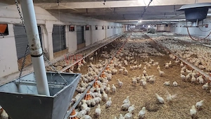 Ferma avicola pe profit, judetul Bihor-Oradea - imagine 2