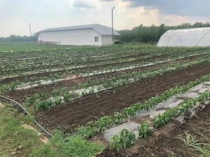 Fermă de vânzare 3 ha ,Exploatație agricolă și zootehnică - imagine 2