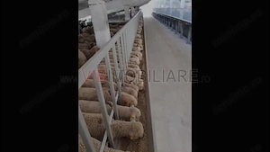 *Fermă modernă pentru export miei | 6 ha | Standarde europene | Aproape de Brăila* - imagine 3