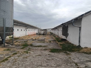 Ferma avicola pe profit, judetul Bihor-Oradea - imagine 9