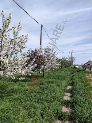 Ferma Zootehnică– Satchinez,  | 9,5 ha teren,vanzare sau schimb pentru jumatate din valoare - imagine 6