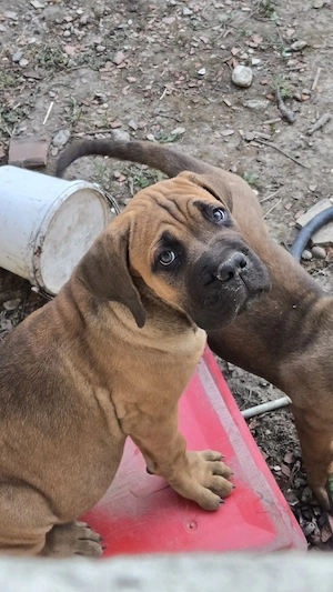 Puiuți Cane Corso  - imagine 2