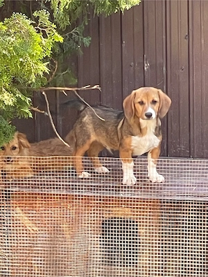 cătelus de rasă, Mascul, 5 luni