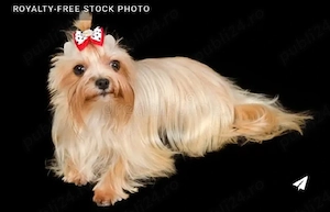 Yorkshire terrier fetița 