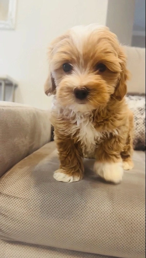 maltipoo jucausi