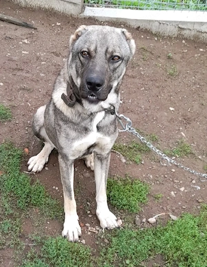 Vand kangal mascul si femelă - imagine 2