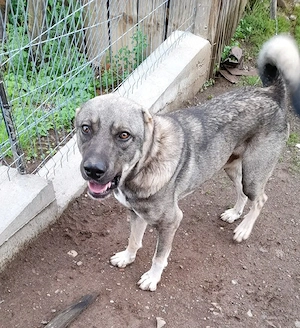 Vand kangal mascul si femelă