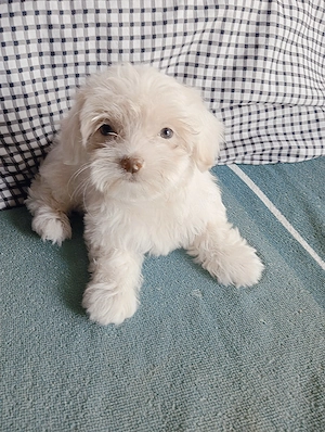 Bichon maltez toy fetițe - imagine 2