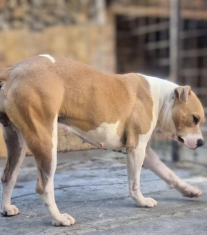 Donez femelă amstaff!