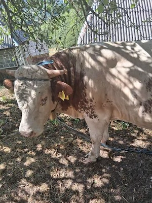 Vând taur. Detalii la numărul de telefon - imagine 2