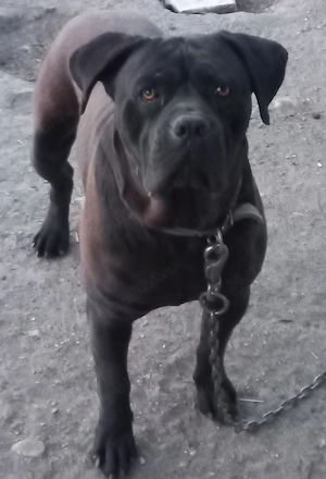 Vând femelă canecorso  - imagine 6