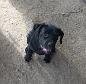 Vând femelă canecorso  - imagine 4