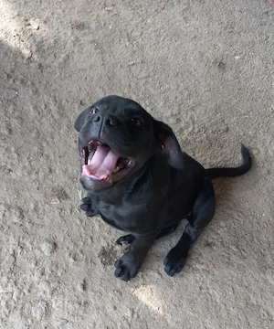Vând femelă canecorso  - imagine 2