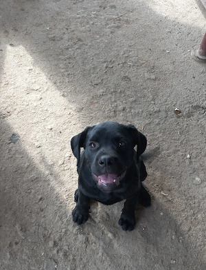 Vând femelă canecorso  - imagine 3