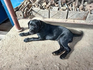 Vând femelă canecorso  - imagine 5