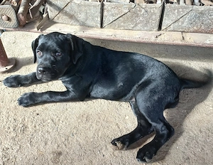 Vând femelă canecorso 