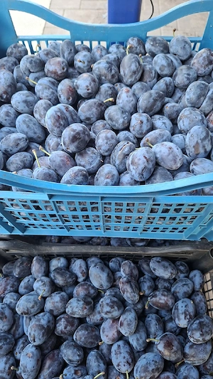 Vand prune de compot sau dulceata STANLEY