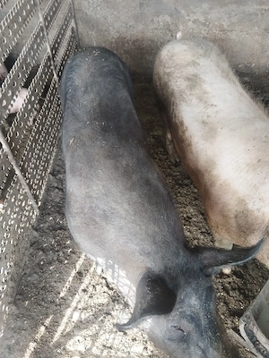 De vânzare un porc și o grasunita  - imagine 4