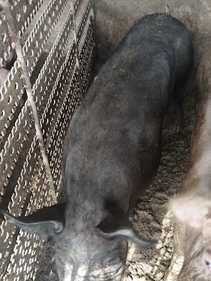 De vânzare un porc și o grasunita  - imagine 3