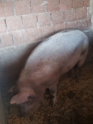 De vânzare un porc și o grasunita 