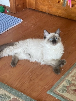 Ragdoll pisicute - imagine 4